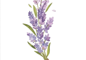 Serum de niacinamida .